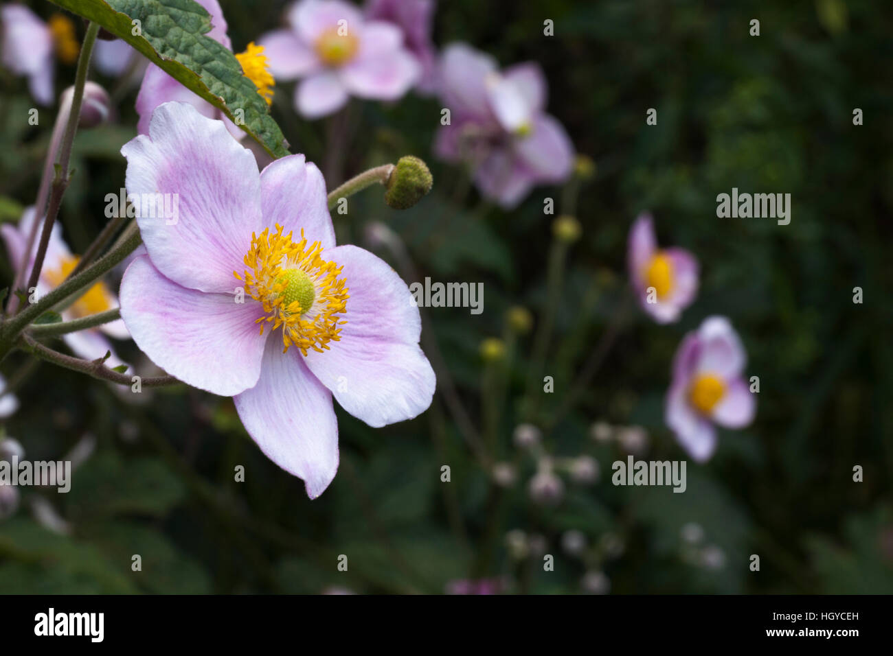 Détail d'une capture d'Anémone Anémone hupehensis (Japonais) dans le jardin clos de Rousham House dans l'Oxfordshire, Angleterre Banque D'Images