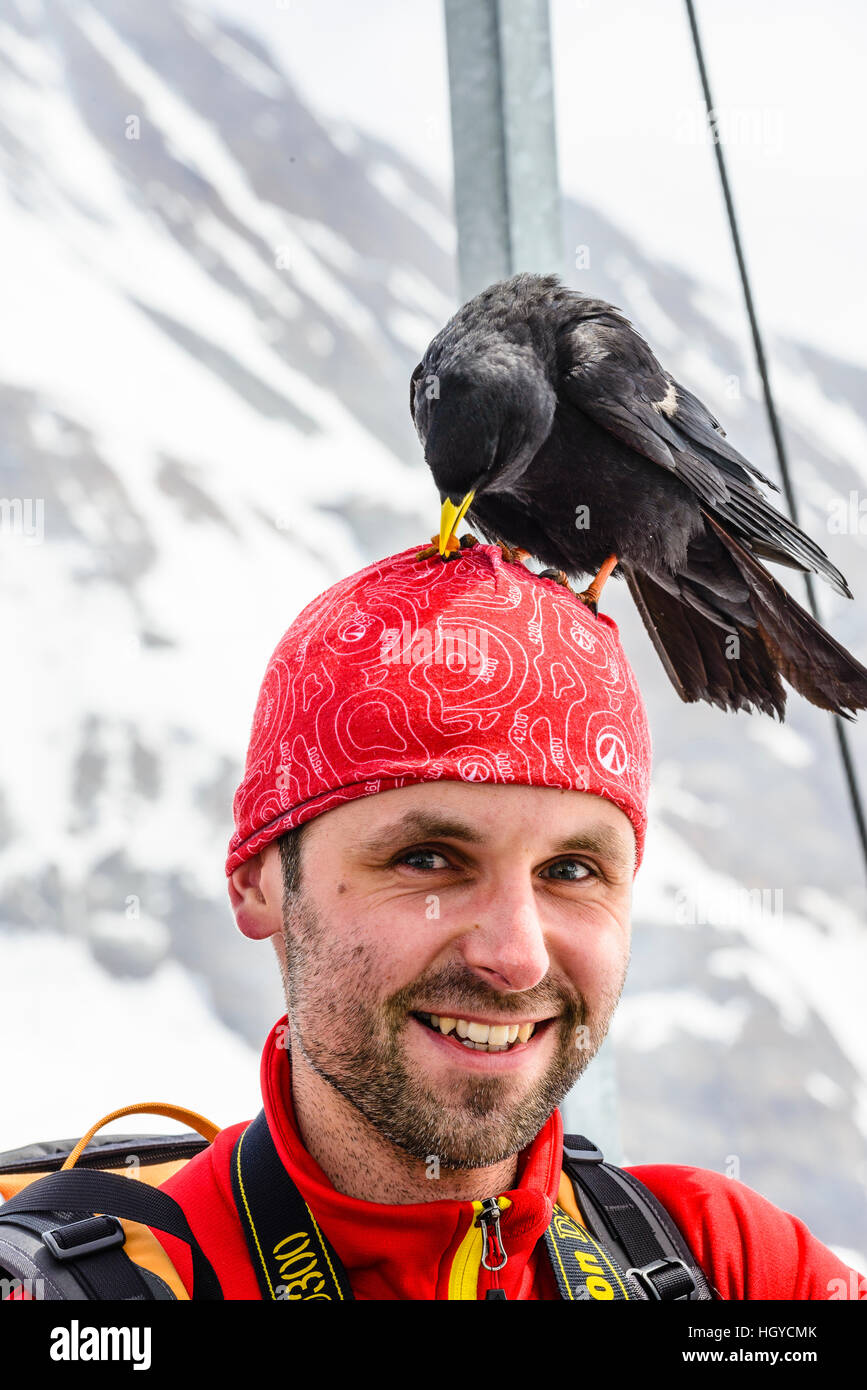 Alpine Chough Pyrrhocorax graculus) (situé sur la tête d'un visiteur au Jungfraujoch près de Grindelwald Suisse Banque D'Images