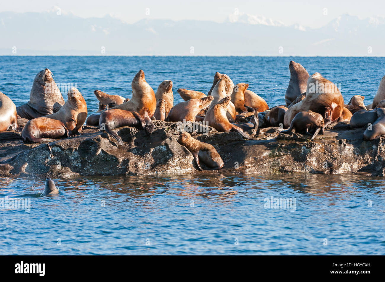 Lion de mer de Steller (Eumetopias jubatus) aussi connu comme le lion de mer du Nord et de mer de Steller sur des rochers près de l'Île Valdes, British Columbia, Canada Banque D'Images