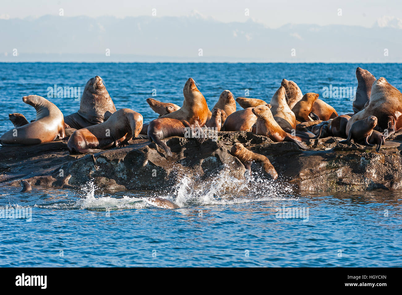 Lion de mer de Steller (Eumetopias jubatus) aussi connu comme le lion de mer du Nord et de mer de Steller sur des rochers près de l'Île Valdes, British Columbia, Canada Banque D'Images