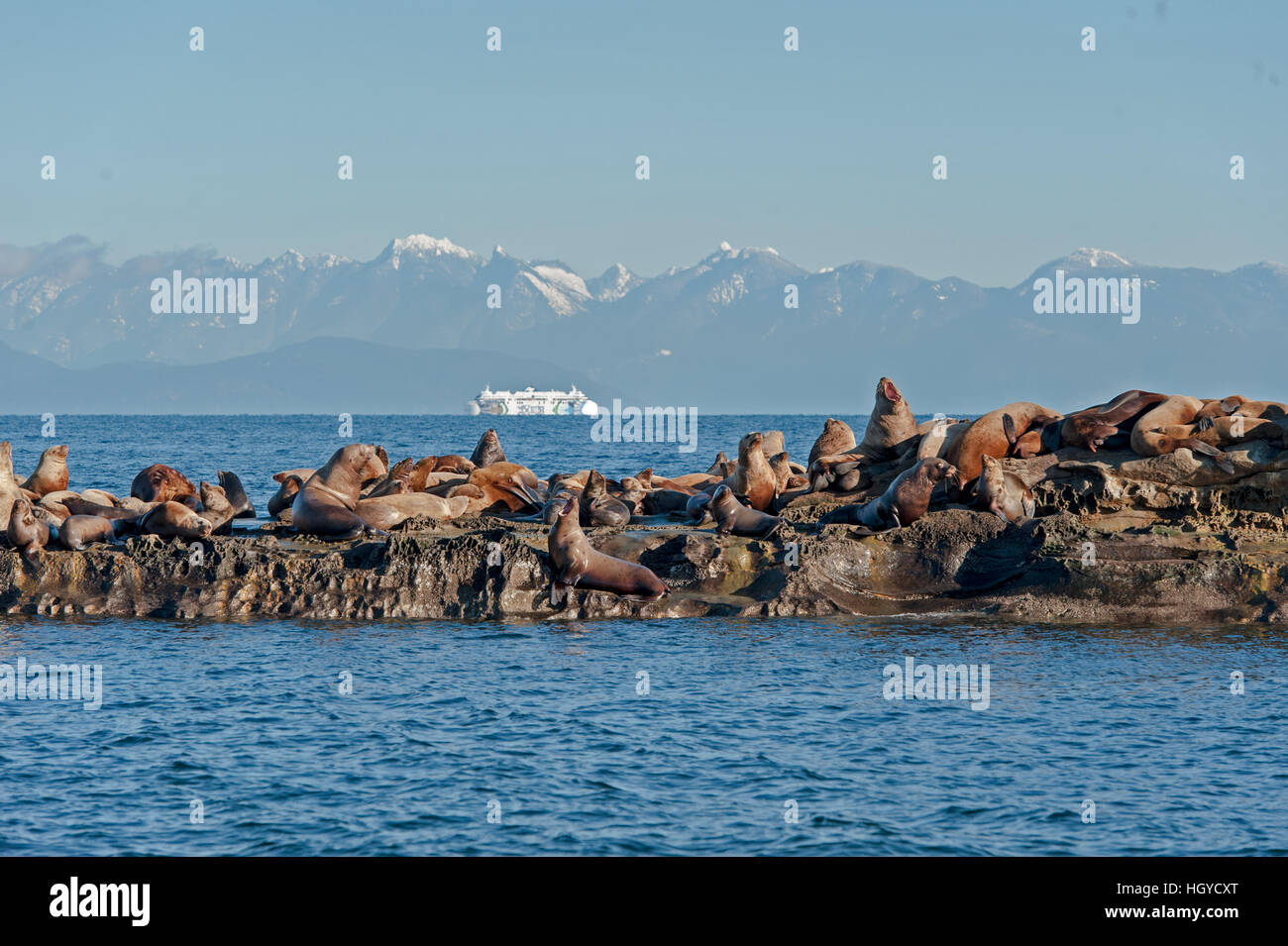 Lion de mer de Steller (Eumetopias jubatus) aussi connu comme le lion de mer du Nord et de mer de Steller sur des rochers près de l'Île Valdes, British Columbia, Canada Banque D'Images