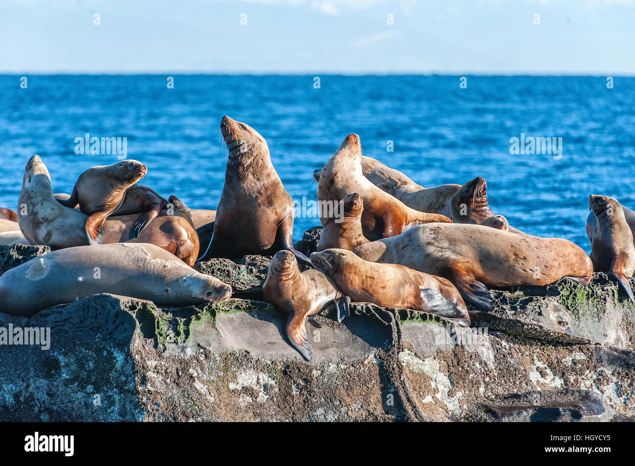 Lion de mer de Steller (Eumetopias jubatus) aussi connu comme le lion de mer du Nord et de mer de Steller sur des rochers près de l'Île Valdes, British Columbia, Canada Banque D'Images