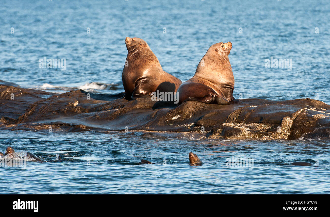 Lion de mer de Steller (Eumetopias jubatus) aussi connu comme le lion de mer du Nord et de mer de Steller sur des rochers près de l'Île Valdes, British Columbia, Canada Banque D'Images