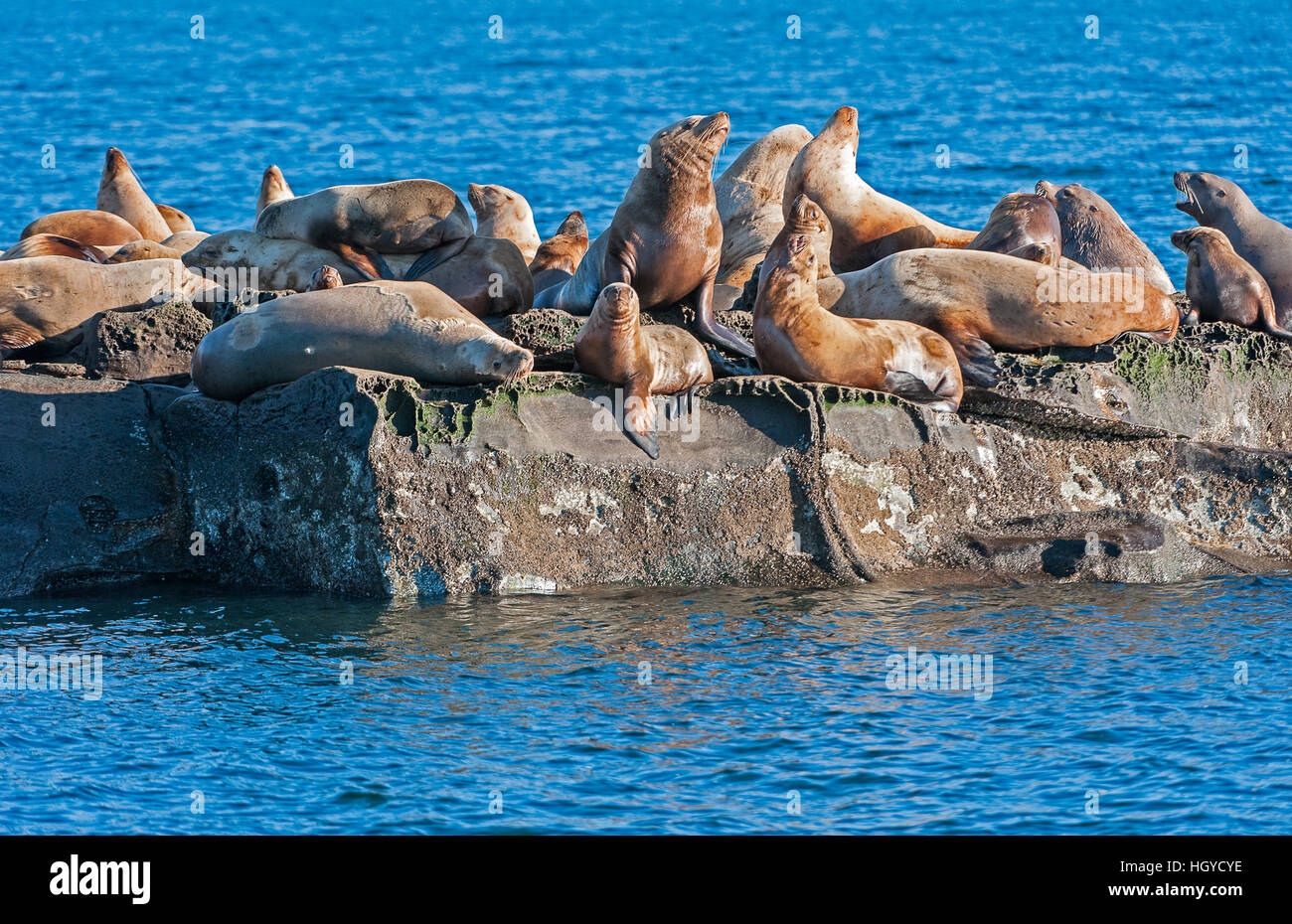 Lion de mer de Steller (Eumetopias jubatus) aussi connu comme le lion de mer du Nord et de mer de Steller sur des rochers près de l'Île Valdes, British Columbia, Canada Banque D'Images