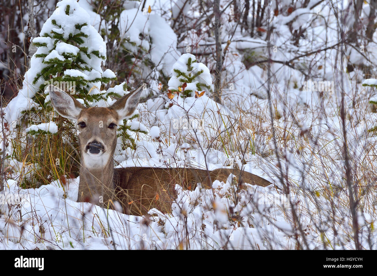 Un cerf de Virginie (Odocoileus virginianus doe} couché dans la neige fraîche Banque D'Images