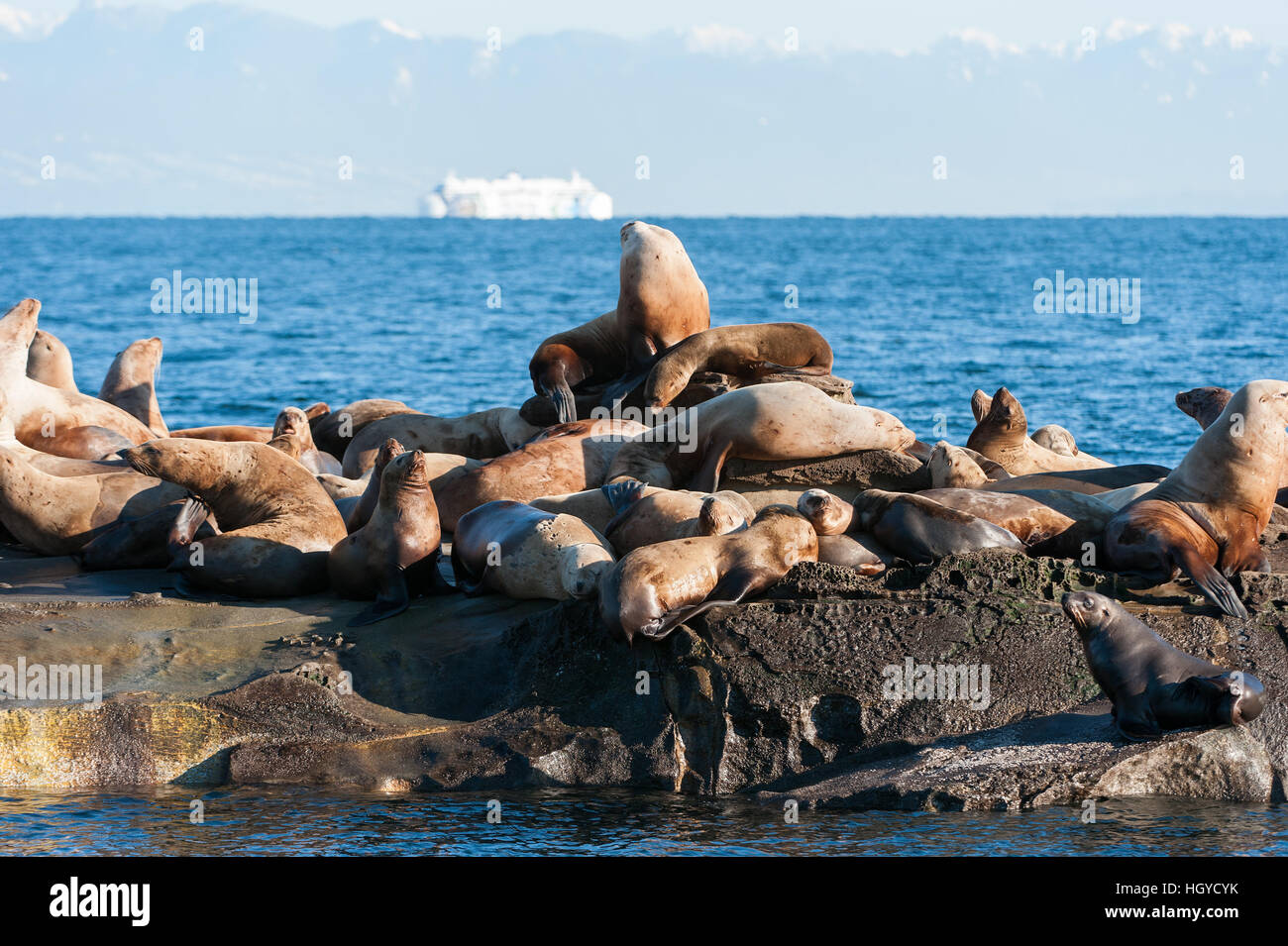 Lion de mer de Steller (Eumetopias jubatus) aussi connu comme le lion de mer du Nord et de mer de Steller sur des rochers près de l'Île Valdes, British Columbia, Canada Banque D'Images