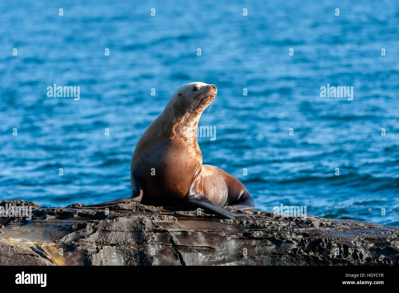 Lion de mer de Steller (Eumetopias jubatus) aussi connu comme le lion de mer du Nord et de mer de Steller sur des rochers près de l'Île Valdes, British Columbia, Canada Banque D'Images