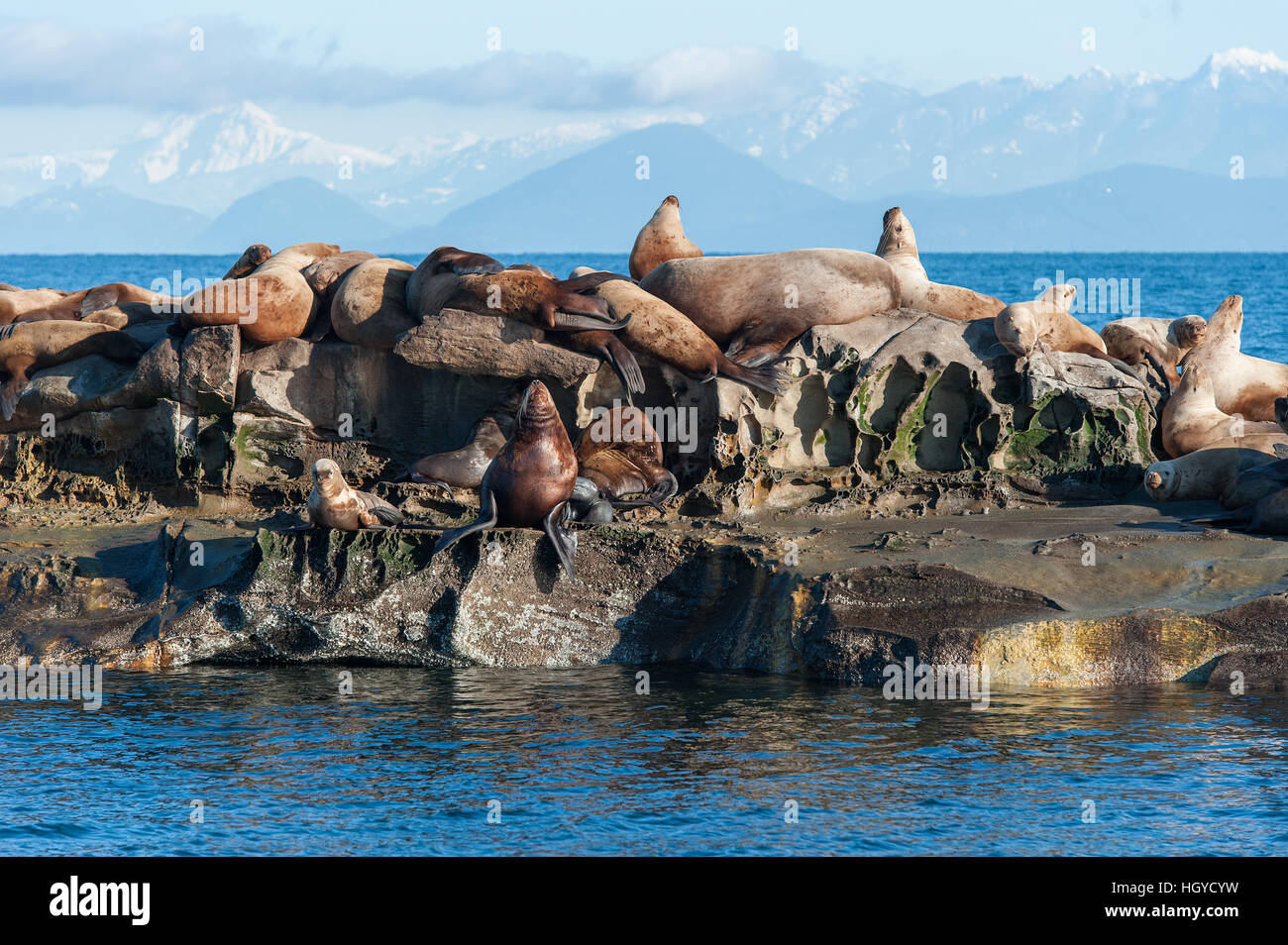 Lion de mer de Steller (Eumetopias jubatus) aussi connu comme le lion de mer du Nord et de mer de Steller sur des rochers près de l'Île Valdes, British Columbia, Canada Banque D'Images
