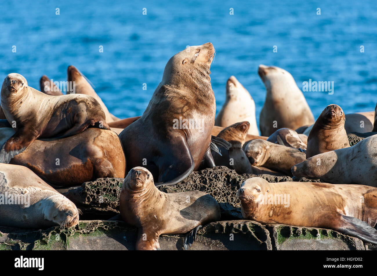 Lion de mer de Steller (Eumetopias jubatus) aussi connu comme le lion de mer du Nord et de mer de Steller sur des rochers près de l'Île Valdes, British Columbia, Canada Banque D'Images