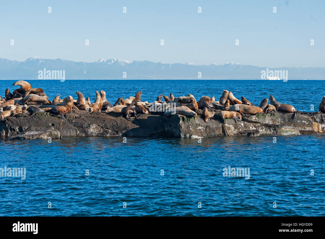 Lion de mer de Steller (Eumetopias jubatus) aussi connu comme le lion de mer du Nord et de mer de Steller sur des rochers près de l'Île Valdes, British Columbia, Canada Banque D'Images