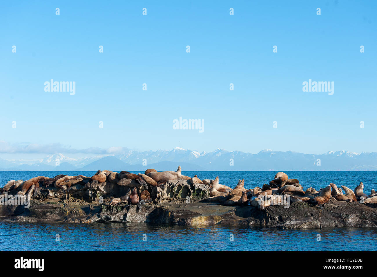 Lion de mer de Steller (Eumetopias jubatus) aussi connu comme le lion de mer du Nord et de mer de Steller sur des rochers près de l'Île Valdes, British Columbia, Canada Banque D'Images
