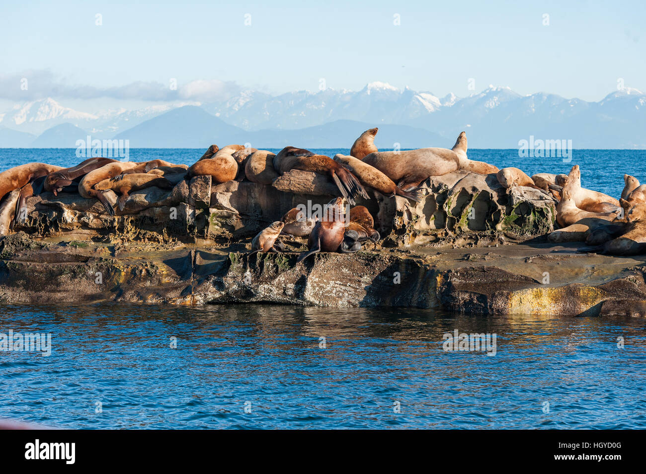 Lion de mer de Steller (Eumetopias jubatus) aussi connu comme le lion de mer du Nord et de mer de Steller sur des rochers près de l'Île Valdes, British Columbia, Canada Banque D'Images