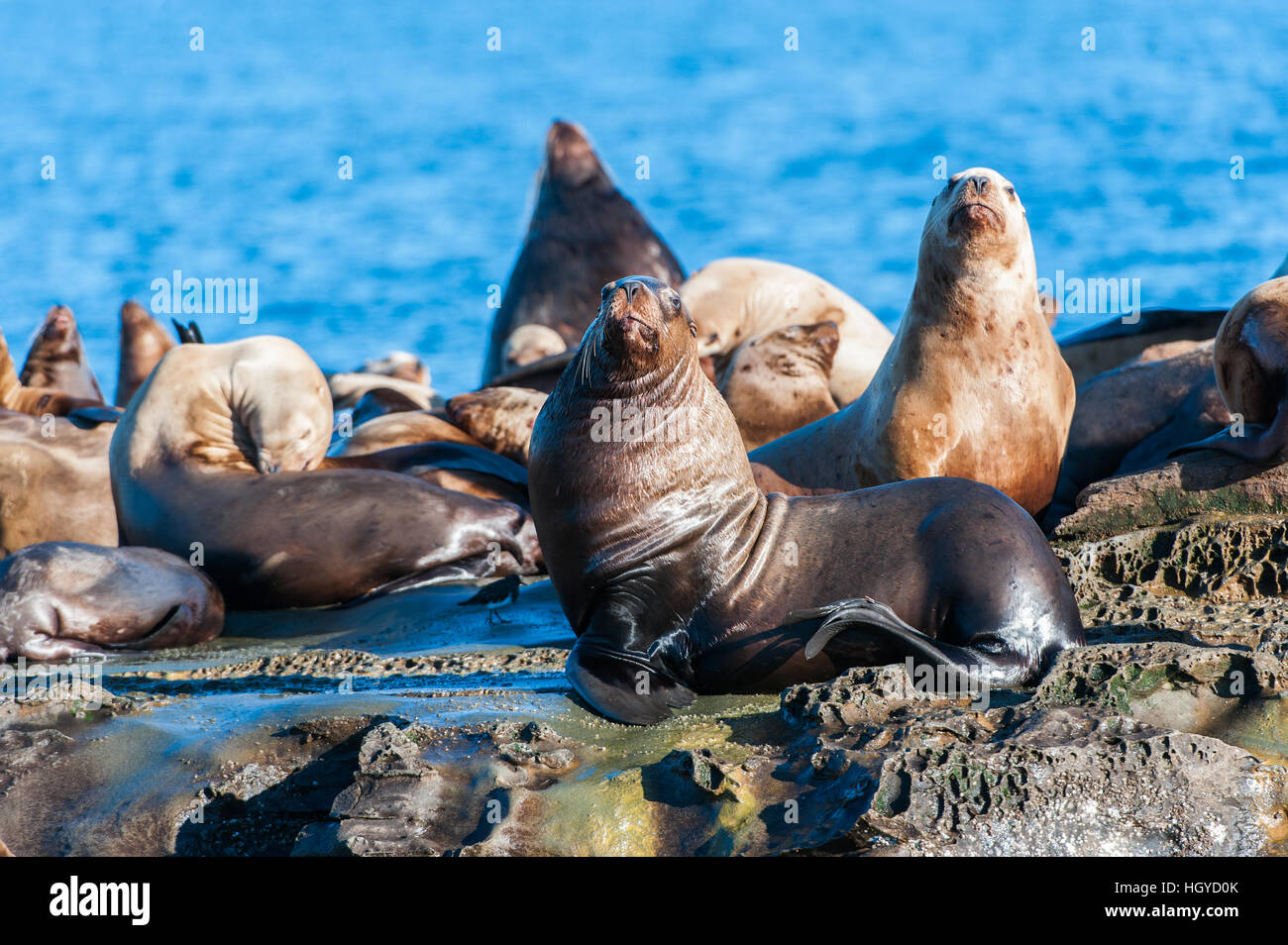 Lion de mer de Steller (Eumetopias jubatus) aussi connu comme le lion de mer du Nord et de mer de Steller sur des rochers près de l'Île Valdes, British Columbia, Canada Banque D'Images