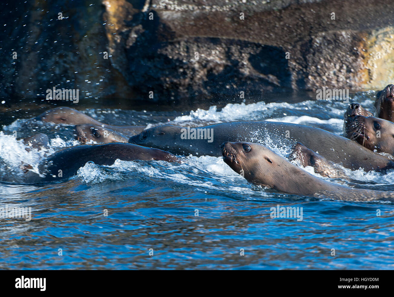 Lion de mer de Steller (Eumetopias jubatus) aussi connu comme le lion de mer du Nord et de mer de Steller sur des rochers près de l'Île Valdes, British Columbia, Canada Banque D'Images