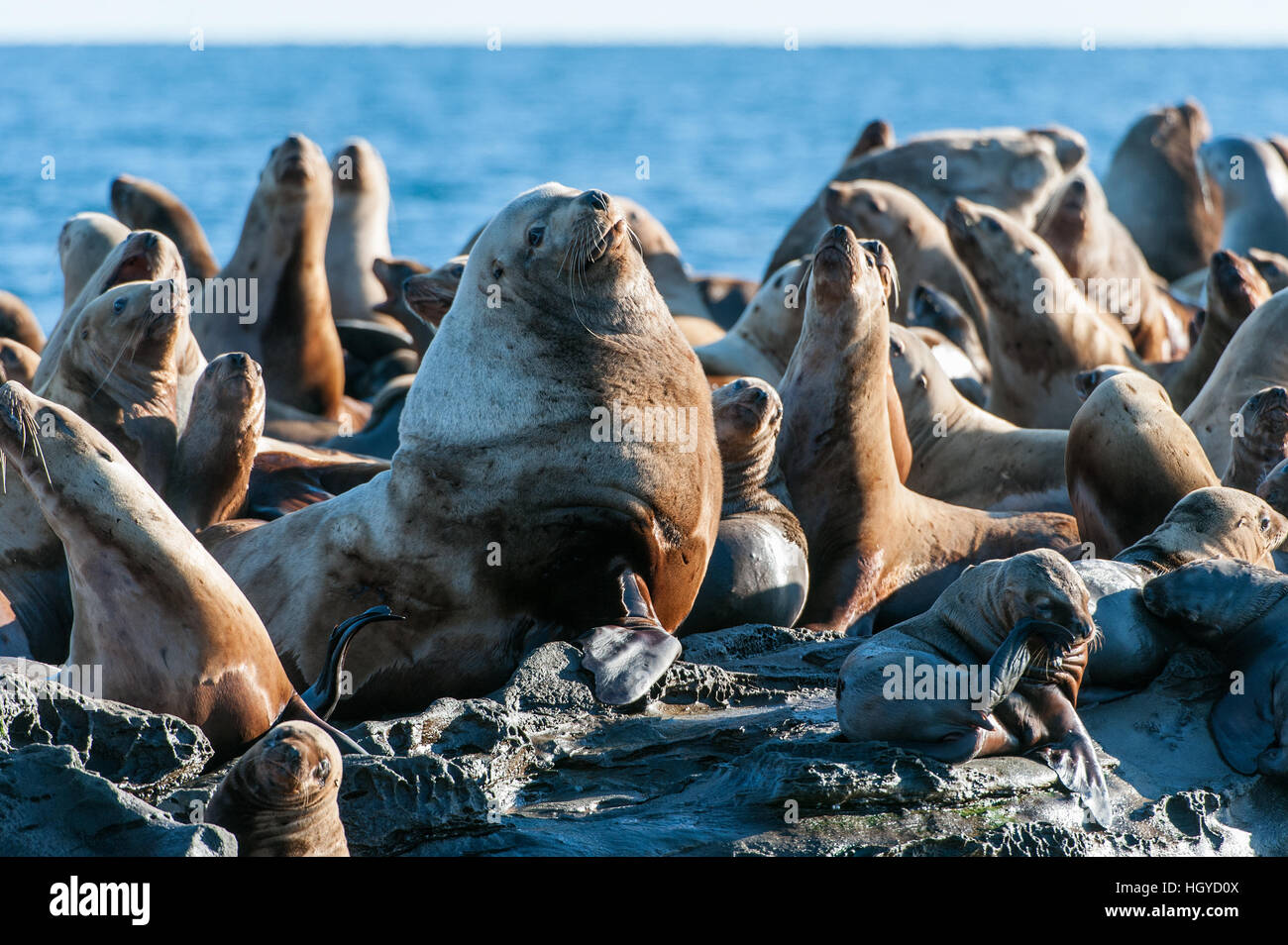 Lion de mer de Steller (Eumetopias jubatus) aussi connu comme le lion de mer du Nord et de mer de Steller sur des rochers près de l'Île Valdes, British Columbia, Canada Banque D'Images