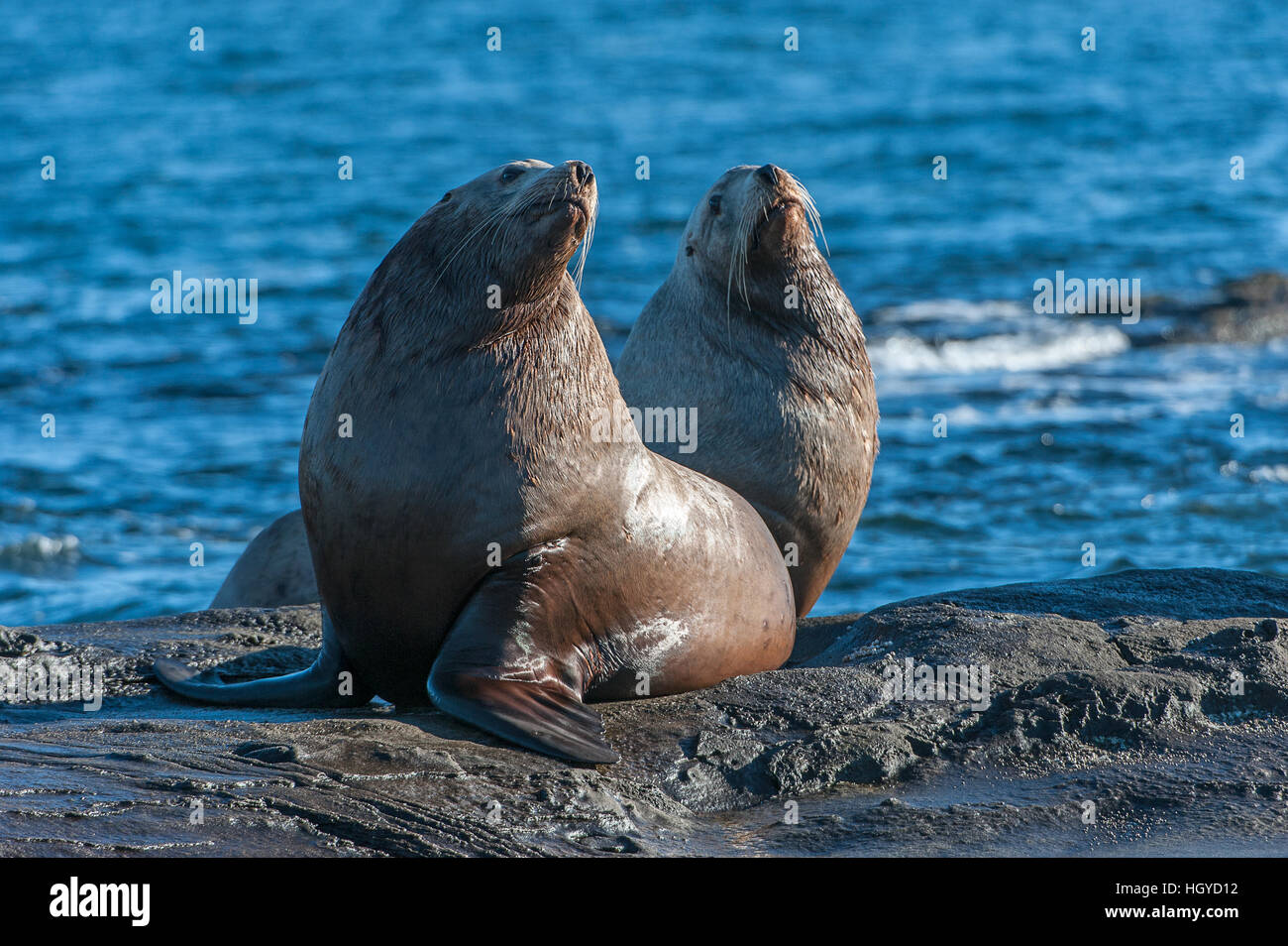 Lion de mer de Steller (Eumetopias jubatus) aussi connu comme le lion de mer du Nord et de mer de Steller sur des rochers près de l'Île Valdes, British Columbia, Canada Banque D'Images