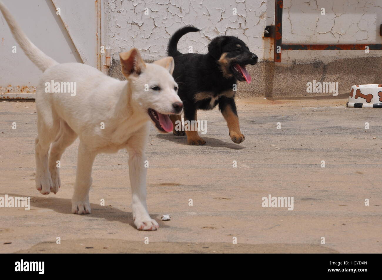 Deux chiens qui courent Banque D'Images