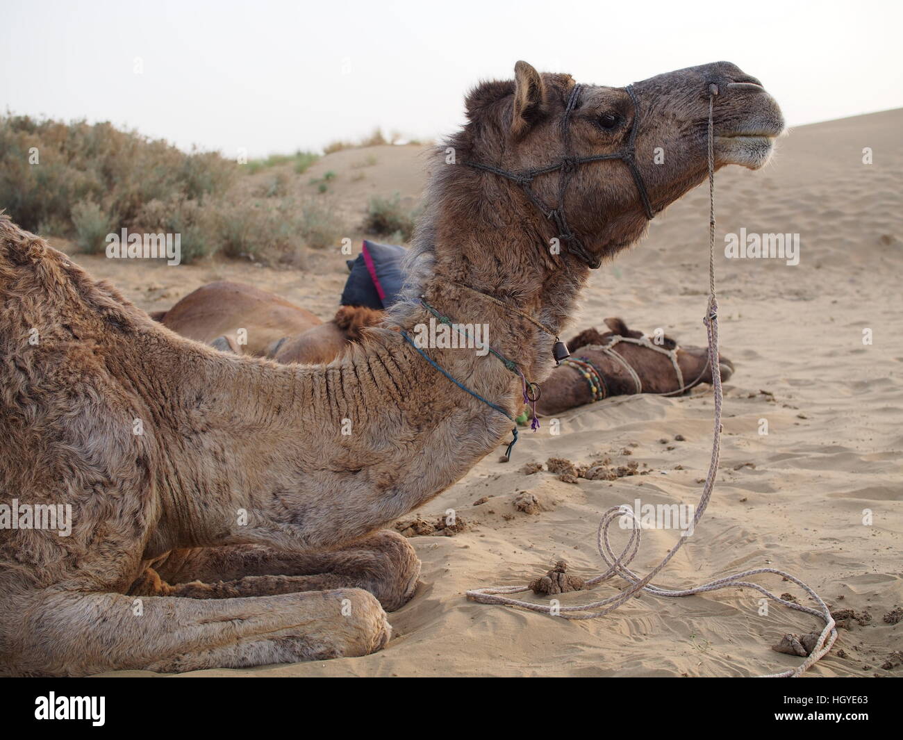 Camel en appui sur le sol du désert Banque D'Images