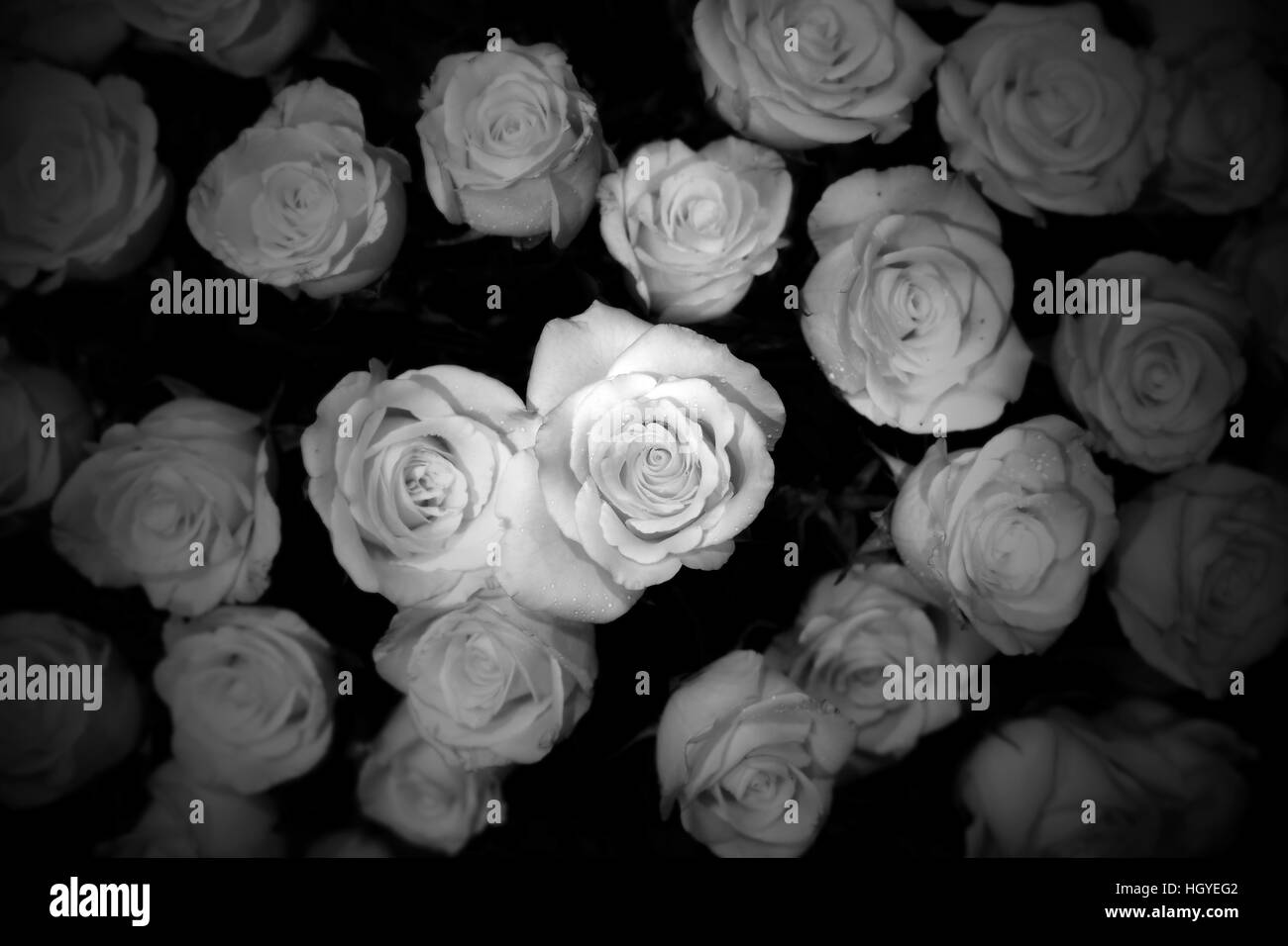 Photo noir et blanc, rose pour la Saint-Valentin Banque D'Images