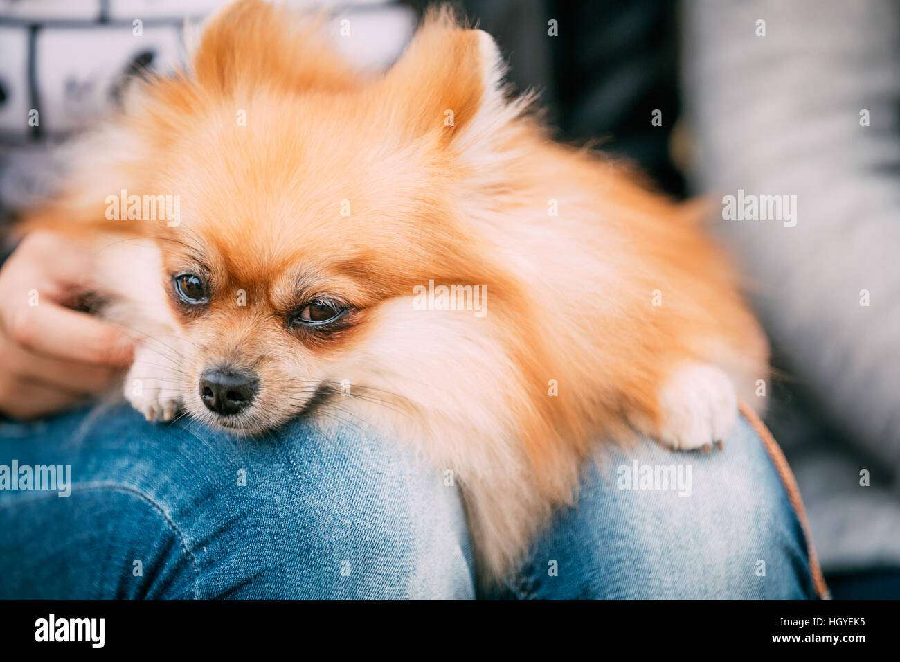 Close up of Red Petit Chien Spitz Pomeranian se trouve dans les mains de maîtresse Banque D'Images