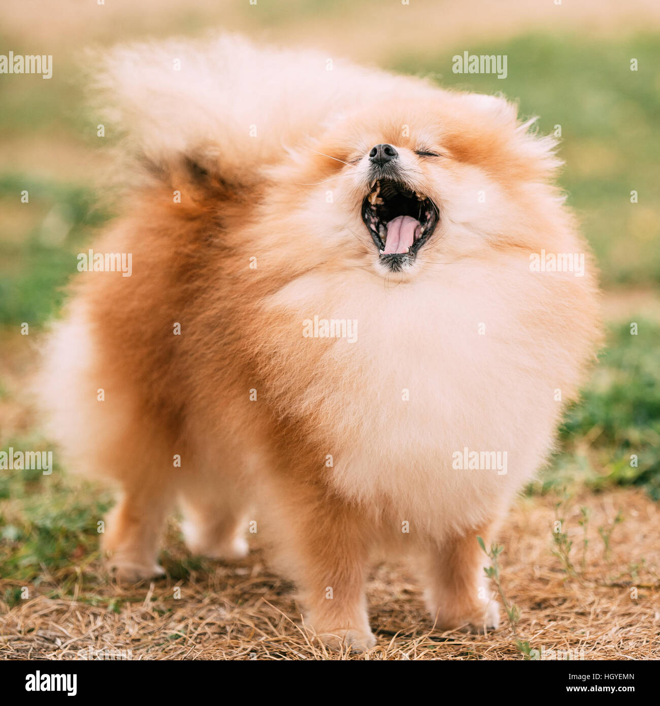 Spitz Pomeranian rouge espiègle petit chien Piscine Banque D'Images