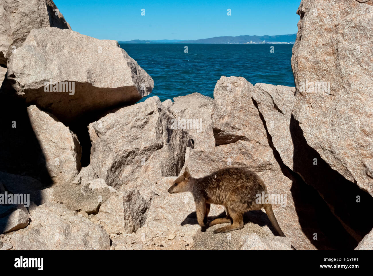 Rock wallaby, Magnetic Island, Australie Banque D'Images