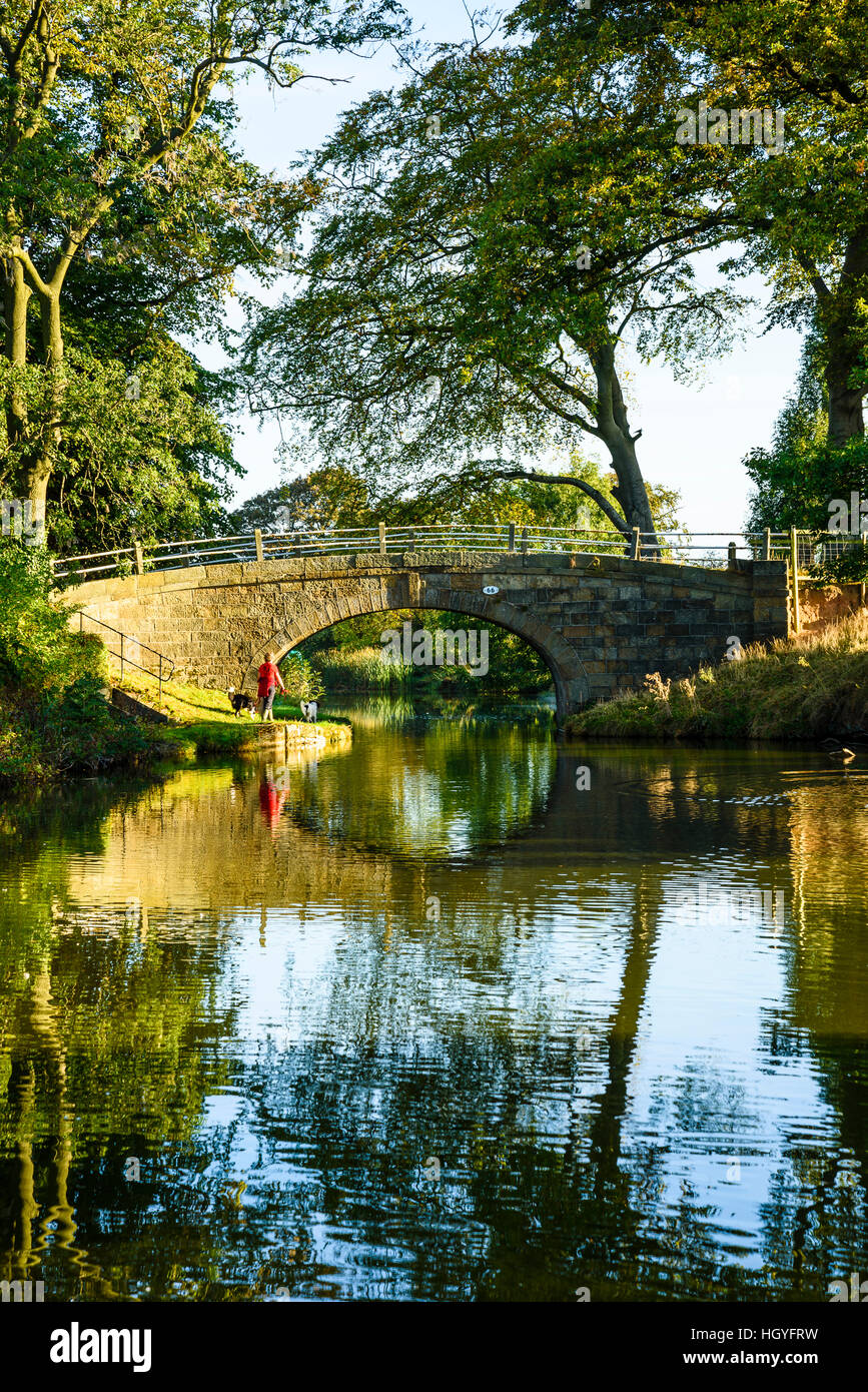 Walker avec les chiens à 66 Pont sur le Canal de Lancaster Lancashire Wrea Green, juste à l'extérieur Banque D'Images