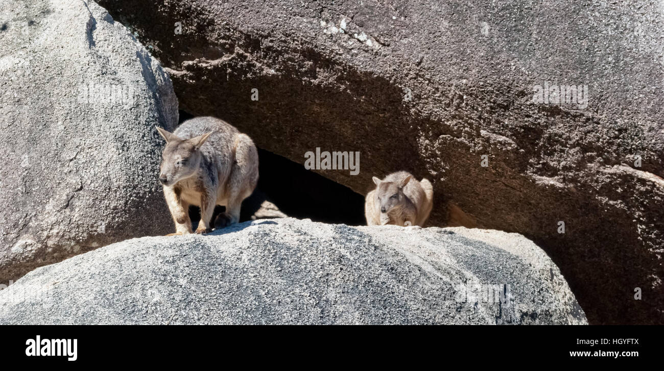 Rock wallaby, Magnetic Island, Australie Banque D'Images