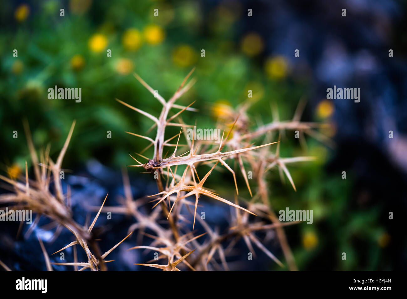 Plante épineuse sauvage. Banque D'Images