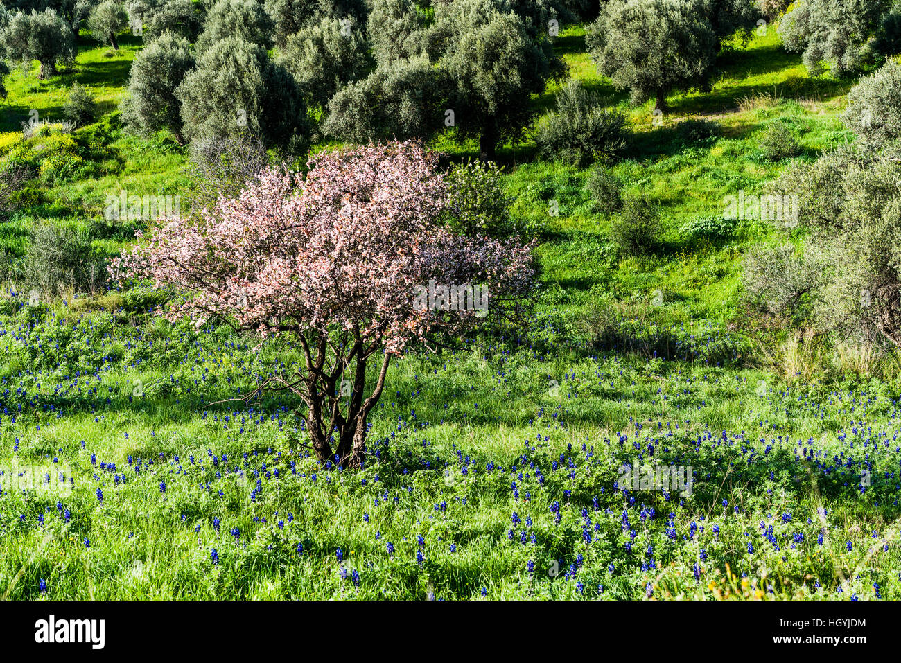 Vibrant Rose Arbres à Fleurs Sauvages Le Long De La Route De Campagne Au Printemps Grèce