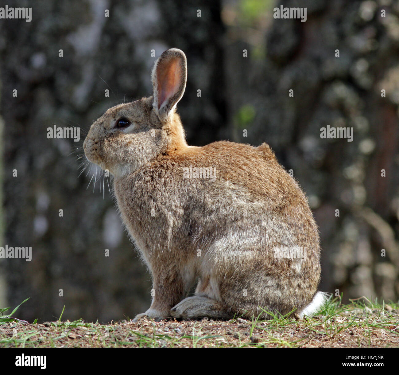 Lapin assis au sol Banque D'Images