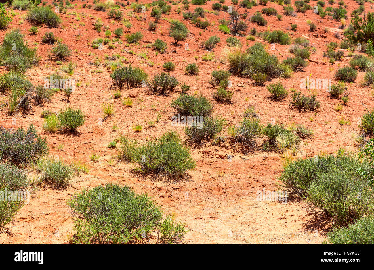 De plus en plus de plantes vertes morts creux du sol. Banque D'Images