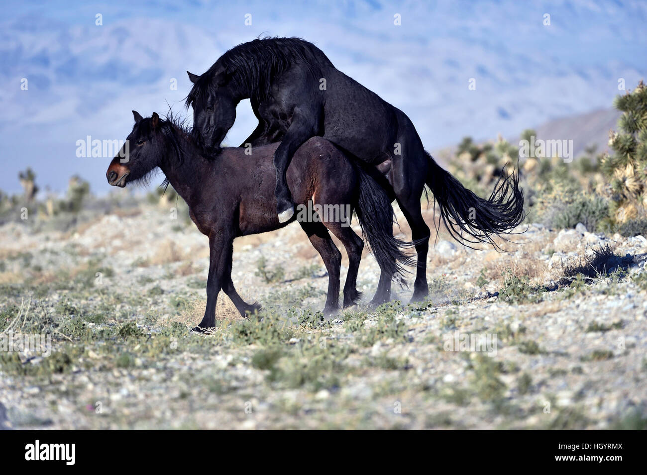 Cold Creek, Nevada, USA. Mar 28, 2015. Un étalon sauvage monte une mare le long de la route le 28 mars 2015, près de Las Vegas, Nevada. À compter du 1er mars 2016, environ 30 000 chevaux et ânes 2500 parcourir le paysage dans le Nevada selon le Bureau de gestion des terres. © David Becker/ZUMA/Alamy Fil Live News Banque D'Images