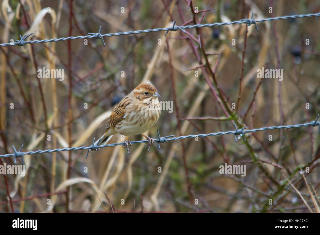 Les femelles (Emberiza schoeniclus reed) Banque D'Images