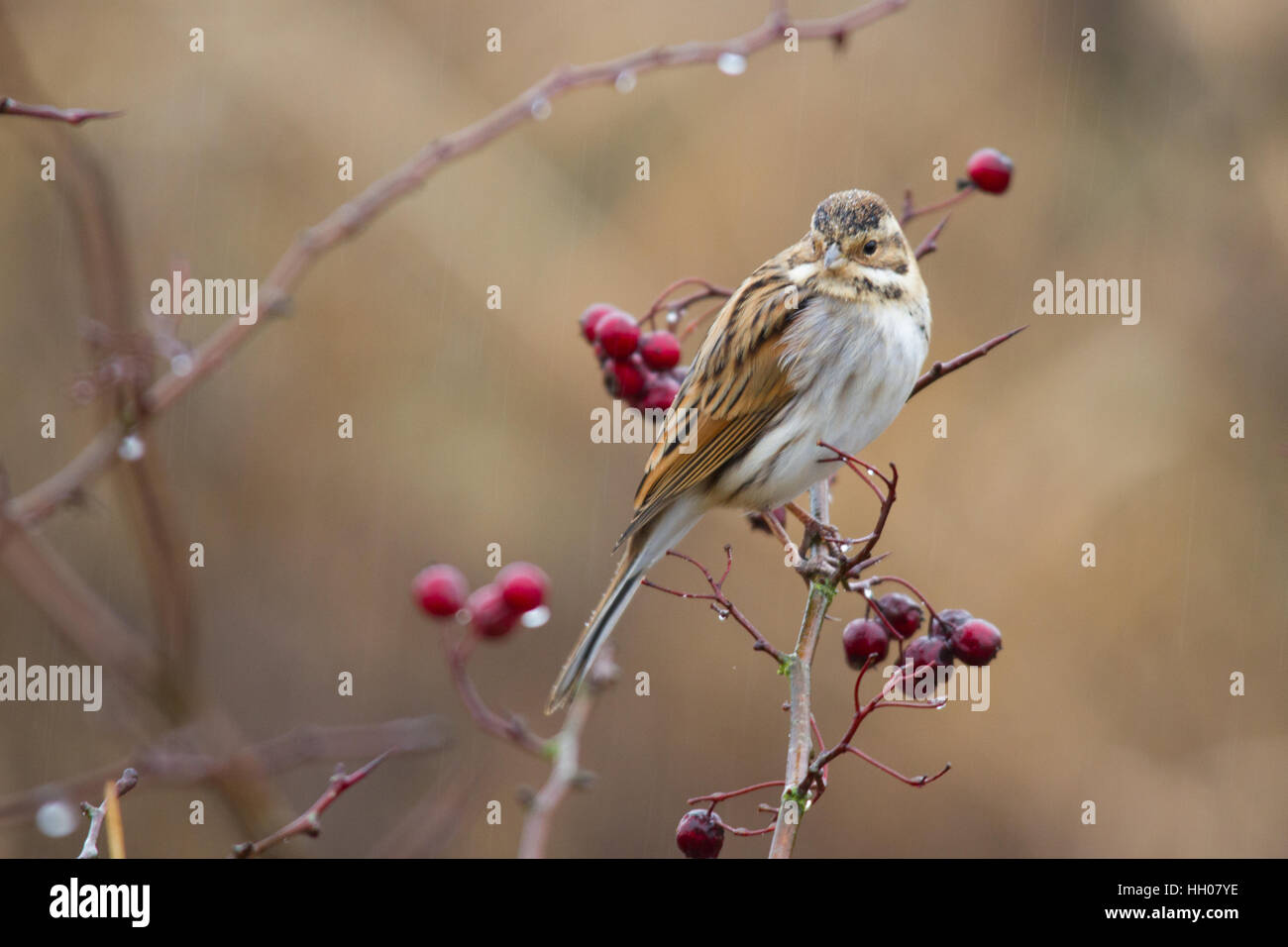 Les femelles (Emberiza schoeniclus reed) Banque D'Images