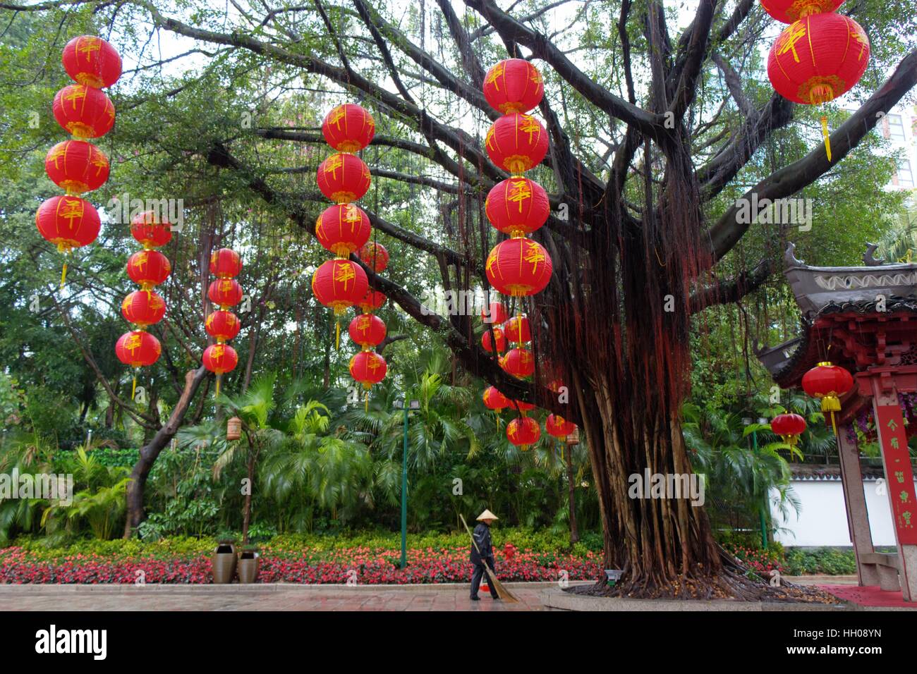 Splendid China Folk : un bel arbre, lanternes rouges suspendues à ses branches, un travailleur de balayage permanent sous la pluie. Banque D'Images