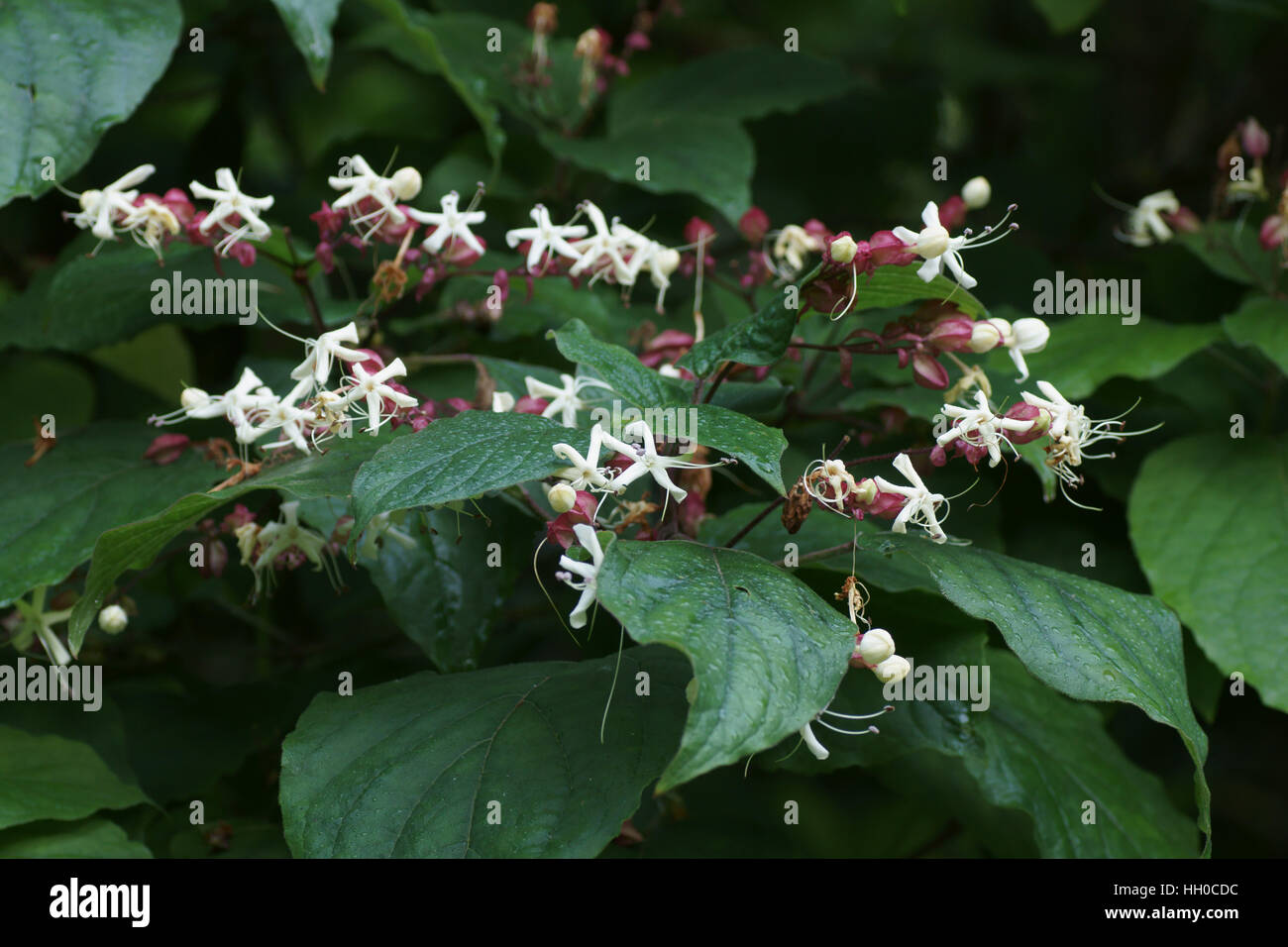 Clerodendrum trichotomum Banque D'Images