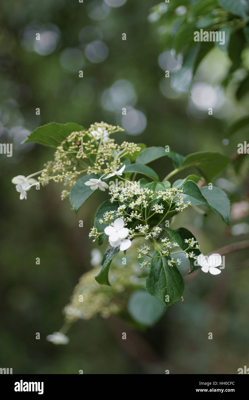 L'Hydrangea anomala ssp. petiolaris Banque D'Images