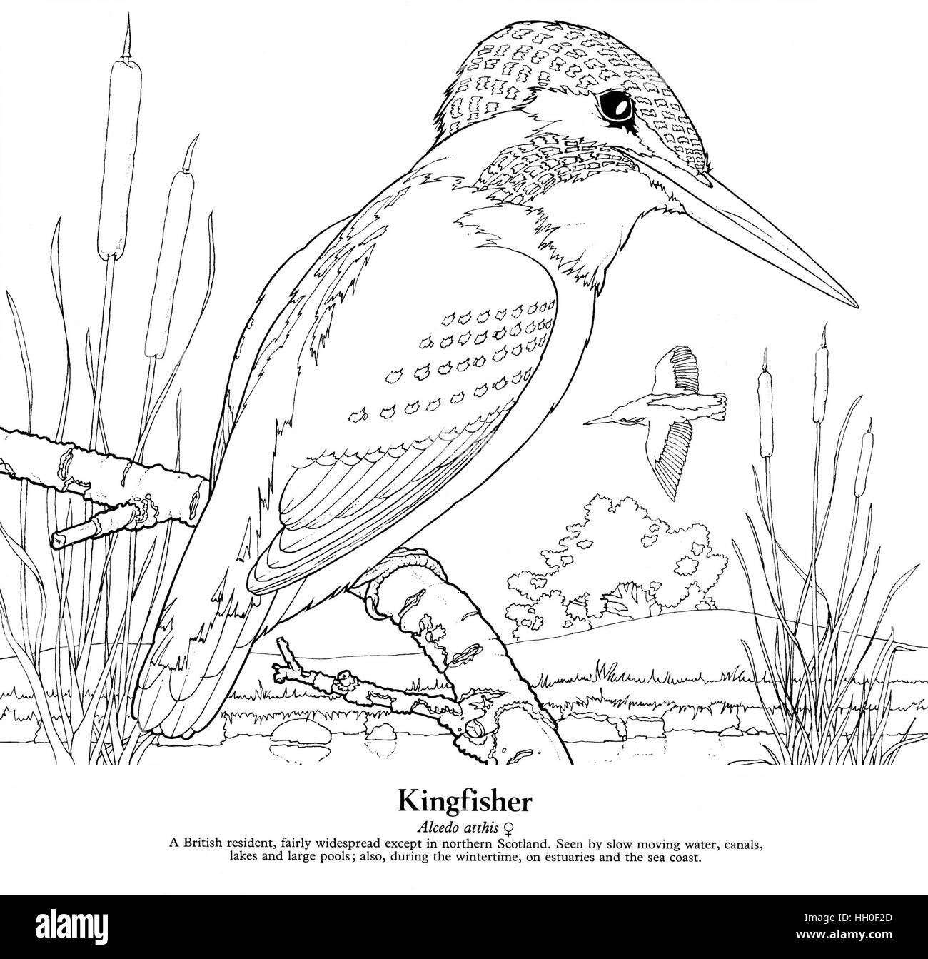 Kingfisher Alcedo atthis. Dessin au trait noir sur blanc. Banque D'Images