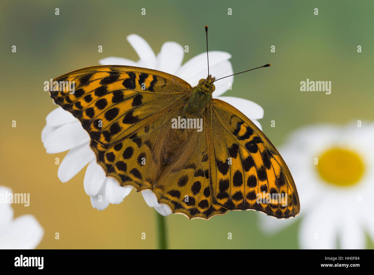 Kaisermantel Weibchen, Silberstrich Argynnis paphia,,, argent-lavé fritillary, femme, le tabac d'Espagne, Edelfalter, Nymphalidae Banque D'Images