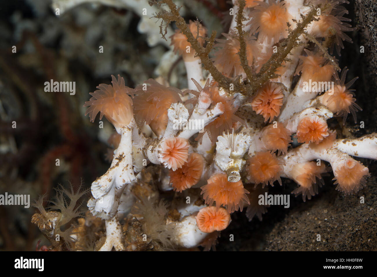 Kaltwasserkoralle Kaltwasser-Koralle Steinkoralle,,, Stein-Koralle Augenkoralle Augen-Koralle,,,,, Korallen Lophelia pertusa Madrepora pertusa, oeil co Banque D'Images