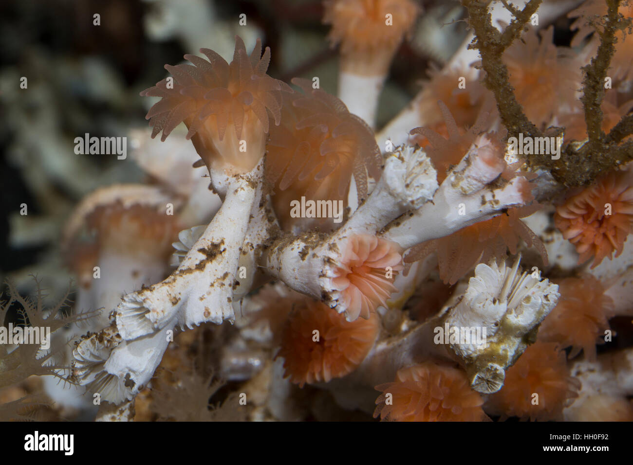 Kaltwasserkoralle Kaltwasser-Koralle Steinkoralle,,, Stein-Koralle Augenkoralle Augen-Koralle,,,,, Korallen Lophelia pertusa Madrepora pertusa, oeil co Banque D'Images