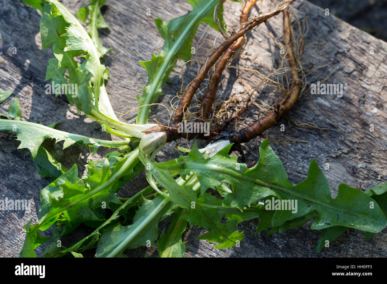 Löwenzahn-Wurzel Löwenzahn-Wurzeln Löwenzahnwurzel,,, Löwenzahnwurzeln Wiesen-Löwenzahn, Radix Taraxaci, Taraxaci, radix, «Löwenzahn, Wurzel, Banque D'Images