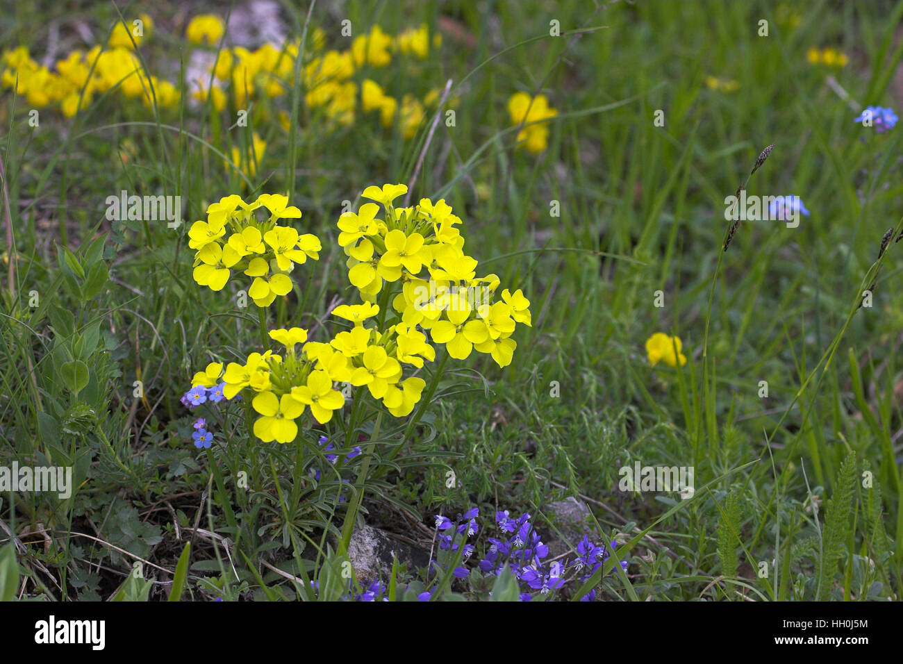La mélasse décombantes Erysimum decumbens moutarde Région Parc Naturel du Vercors France Banque D'Images