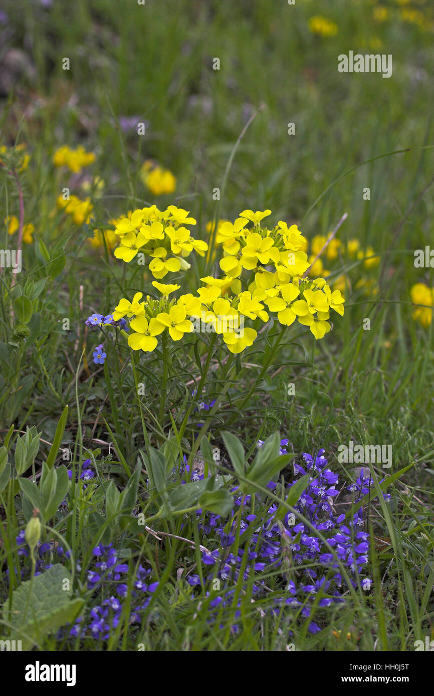 La mélasse décombantes Erysimum decumbens moutarde Région Parc Naturel du Vercors France Banque D'Images