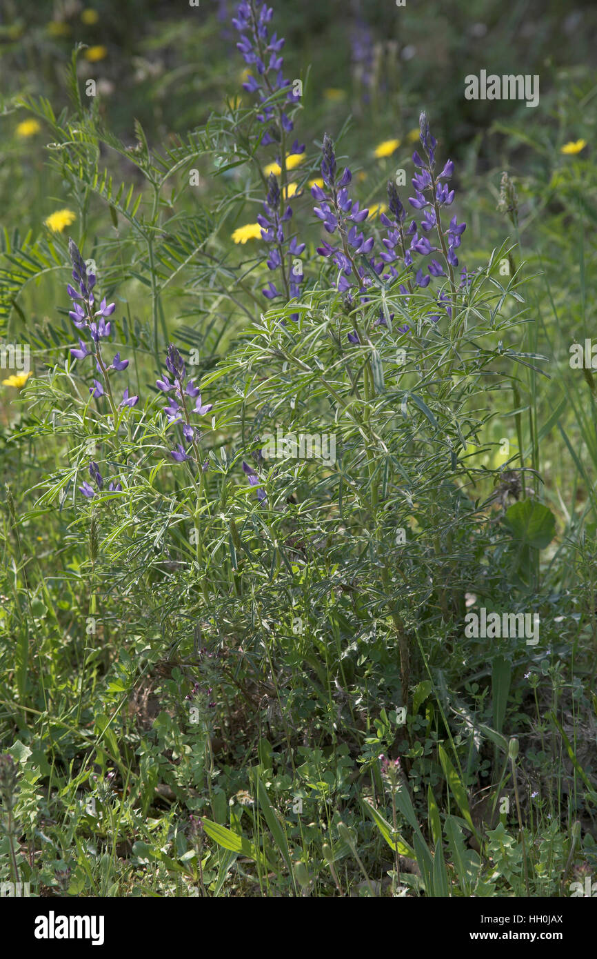 Lupin à feuilles étroites Lupinus angustifolius Corse France Banque D'Images