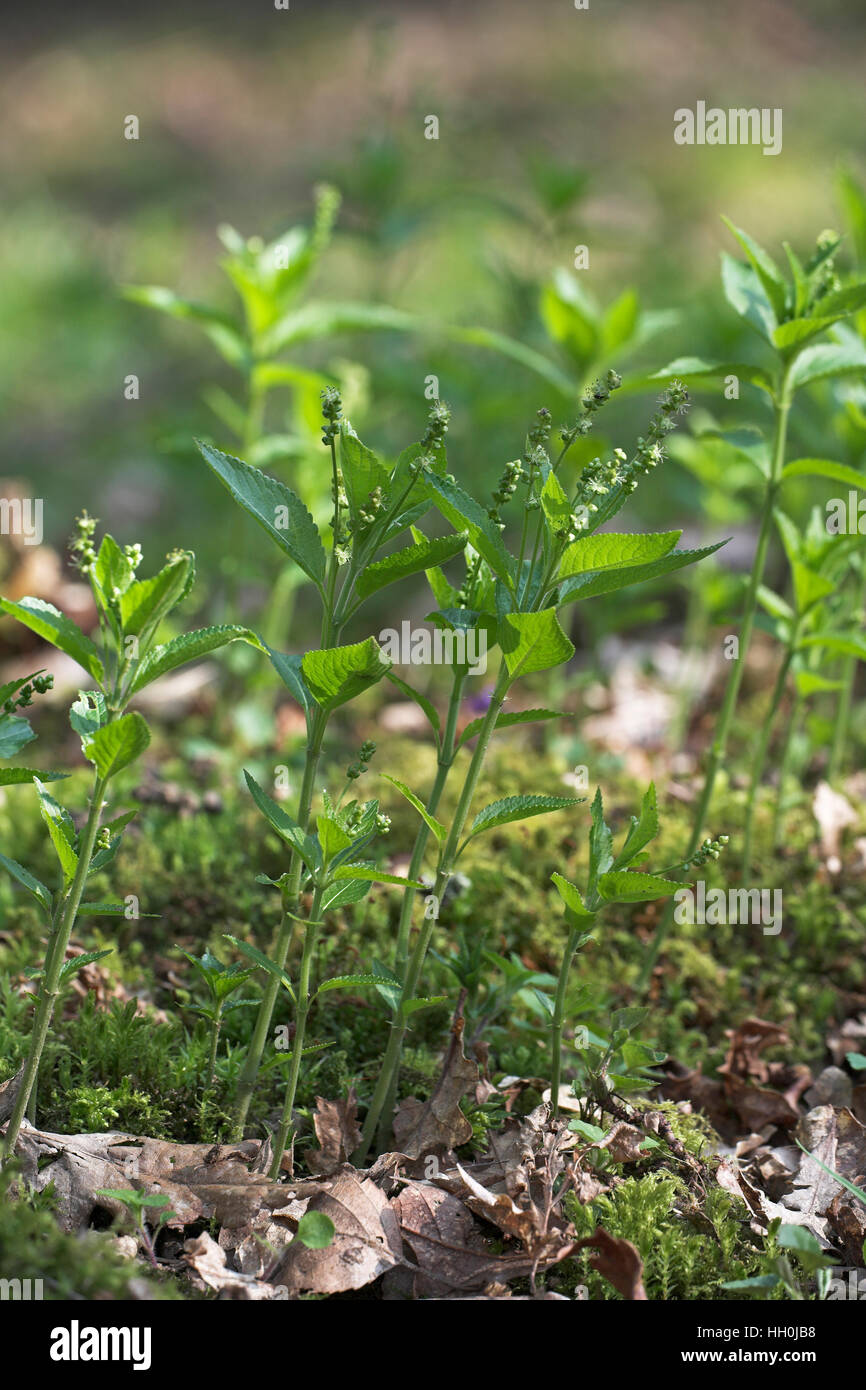 Le mercure du chien Mercurialis perennis Sussex England Banque D'Images