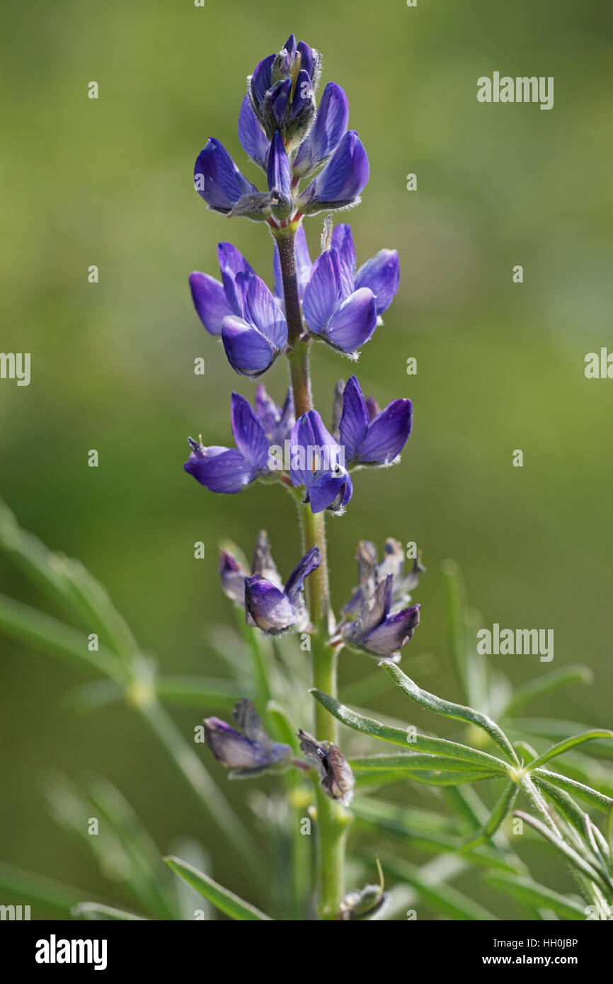 Lupin à feuilles étroites Lupinus angustifolius Corse France Banque D'Images