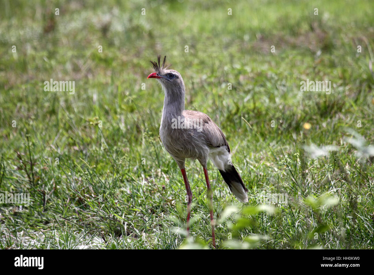 Pattes rouge seriema dans les prairies au Brésil Banque D'Images