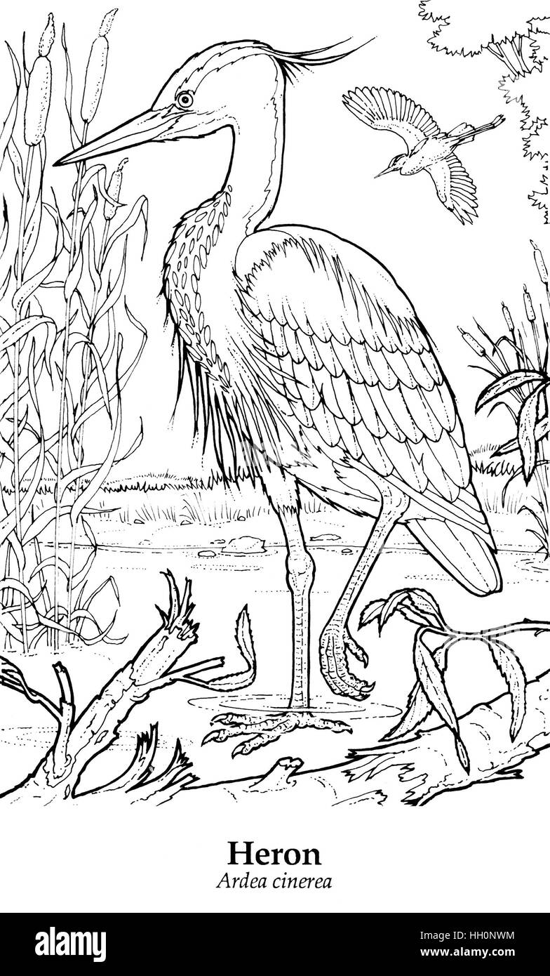 Héron cendré Ardea cinerea. Dessin au trait noir sur blanc. Banque D'Images